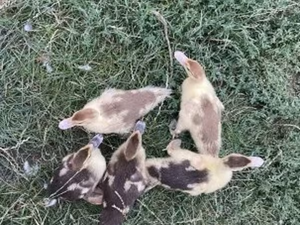 Ducks — 匈牙利