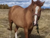 Jument, Chevaux — photo 3