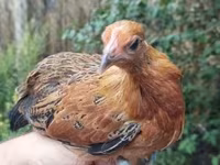 Chickens — 照片 4