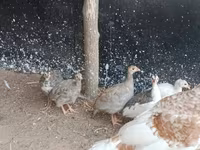 Guinea fowl — foto 1