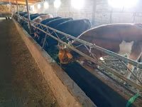 Kuh, Swiss cattle — Foto 5