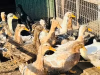 Ducks — photo 3