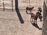 Widder, Cameroon sheep — Foto 2
