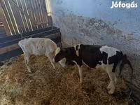 Bika, Russian Black pied cattle — 1. fotó