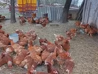 Chickens — 2-сурет