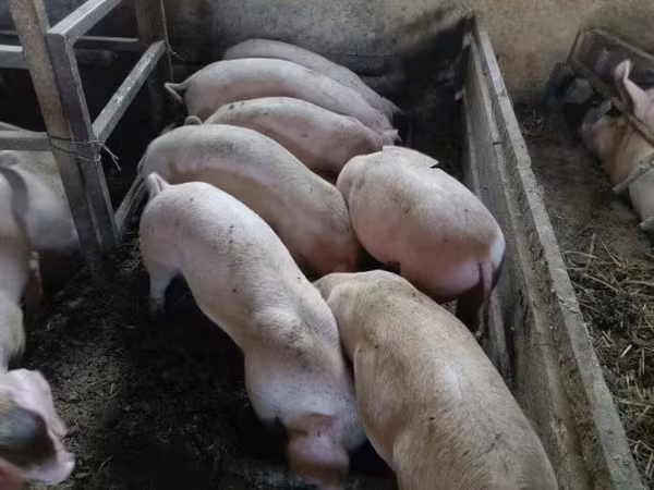 猪（批次，未指定性别）, Pigs — 匈牙利