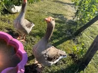 Geese — फ़ोटो 2