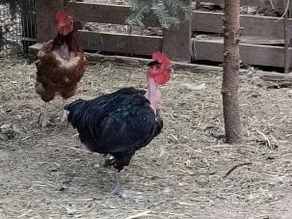 Chickens — Węgry