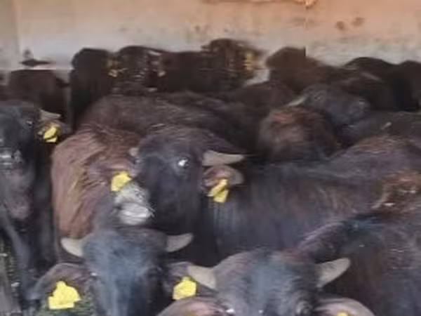 Cattle (batch, sex not specified), African Buffalo — Hungary