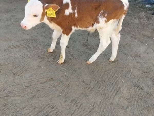 Bika, Simmental cattle — Magyarország