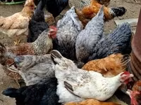 Chickens — फ़ोटो 3
