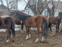 घोड़ी, Kazakh horse — फ़ोटो 2