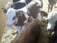 Cattle (batch, sex not specified), Simmental cattle — photo 3