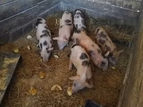 Porcs (lot, sexe non indiqué), Porcs — Hongrie