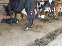 母牛, Cattle — 照片 5