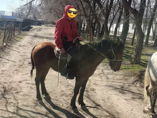 Koń, Konie