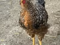 Chickens — foto 2