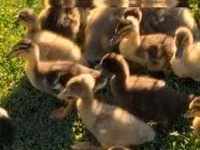 Ducks — photo 2