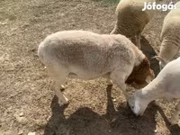 Kos, Dorper sheep — 5. fotó