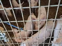母猪, Pigs — 照片 6