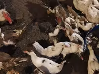 Ducks — foto 2
