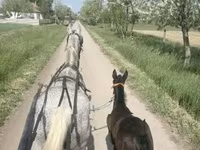 घोड़ी, Lipizzaner — फ़ोटो 4