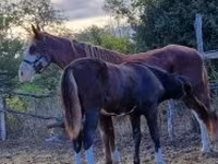 Caballo, Caballos — foto 6