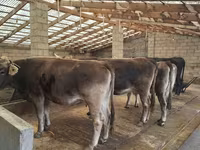 Tehén, Holstein fajta — 1. fotó
