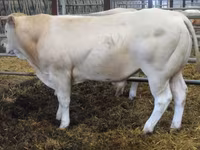 Bika, Blonde d’Aquitane cattle — 3. fotó