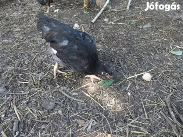 Chickens