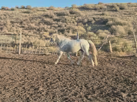 Hing, Kazakh horse — 3. fotó