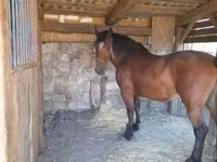 घोड़ी, Međimurje horse — फ़ोटो 3