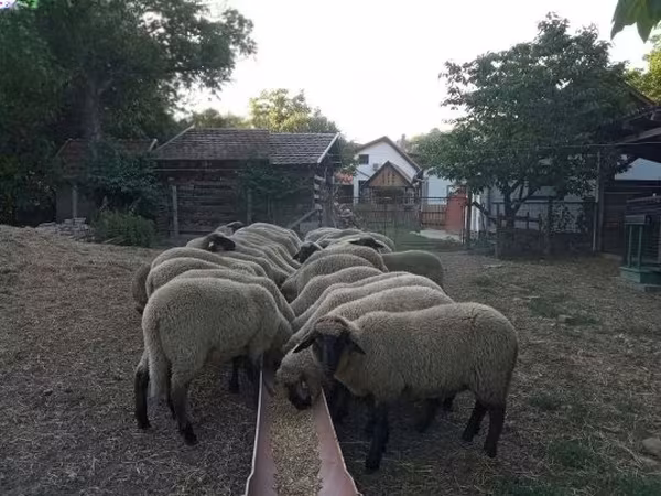 母羊, Tsigai sheep