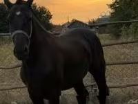 Horse (M), Horses — photo 1