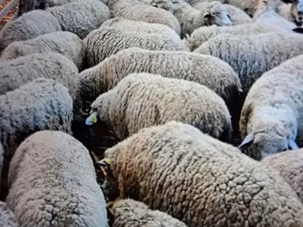 Kos, Merino sheep — Magyarország