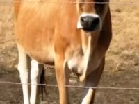 Vaca, Raza Jersey — foto 1
