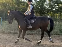Hengst, Nonius horse — Foto 2