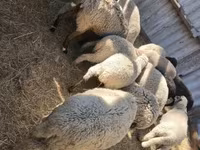 Sheep (batch, sex not specified), Sheep — photo 2