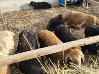 Sheep, Sheep — photo 6