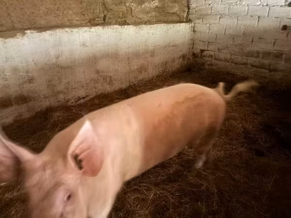 Verrat,  — Hongrie