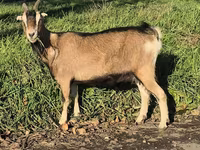Nőstény kecske, Alpine goat — 5. fotó