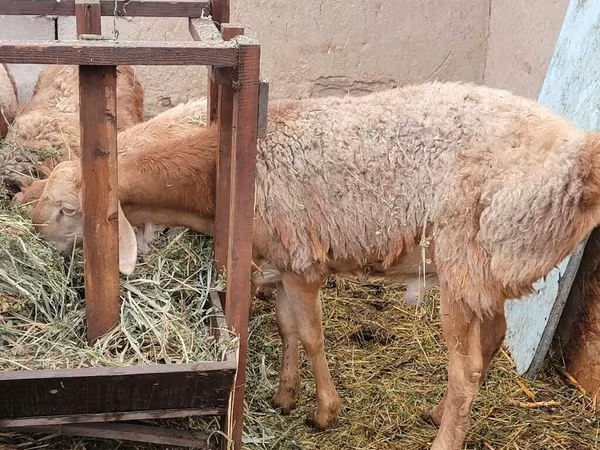 Bélier, Arashan sheep