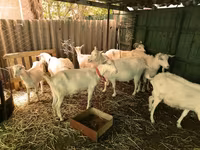 Bak, Saanen goat — 1. fotó