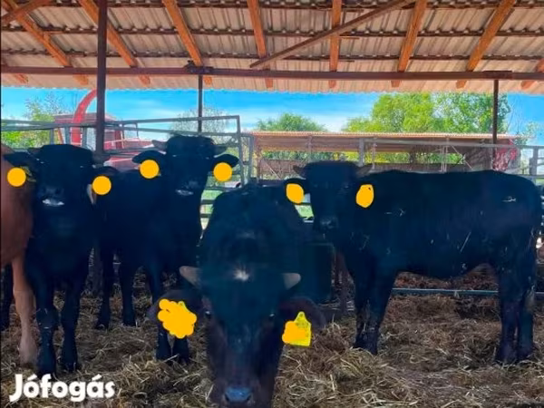 بقرة, الجاموس الأفريقي