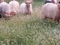 मेढ़ा, Racka sheep — फ़ोटो 3