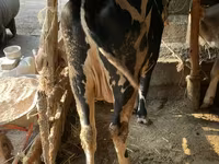 Bika, Simmental cattle — 3. fotó