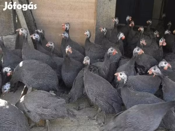 Guinea fowl — Magyarország