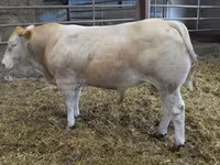Bika, Blonde d’Aquitane cattle — 1. fotó