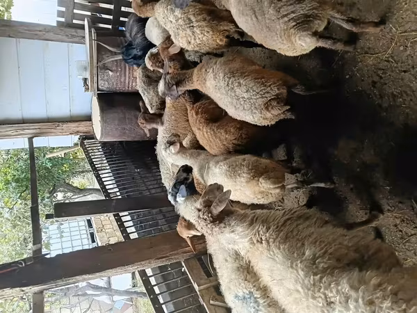 Owce (partia, płeć nieokreślona), Owce