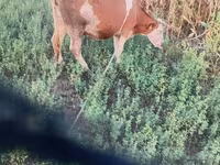 Vaca, Simmental cattle — foto 1